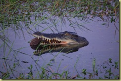 Croc swallowing prey