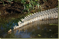Crocodile tail notches