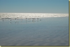 Birds on 80 Mile Beach