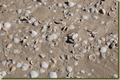 Shells on 80 mile beach