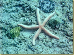 Star Fish-1