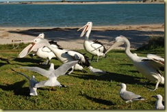 Kalbarri Pelicans