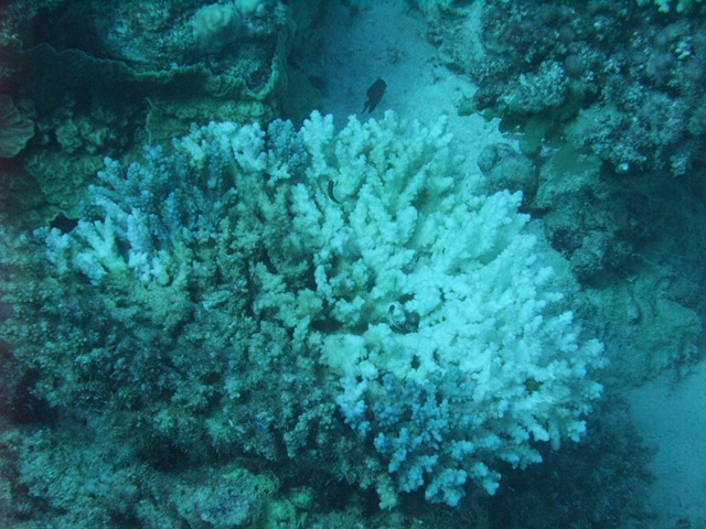 [Coralwithbleaching2.jpg]