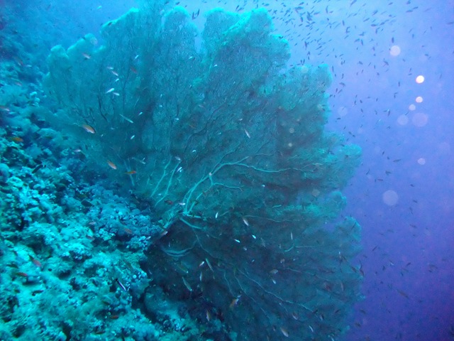 [largefancoral2.jpg]