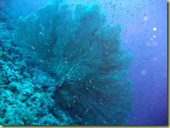 large fan coral