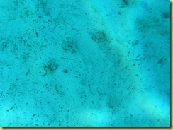 Spot the fish Spot the fish