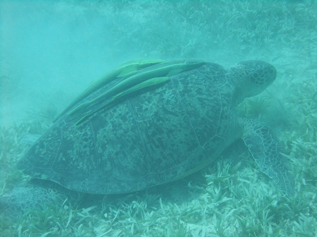 [Turtle12.jpg]