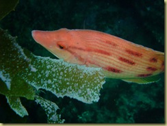 Fish in Kelp 2