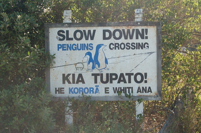 [Penguins Crossing[2].jpg]
