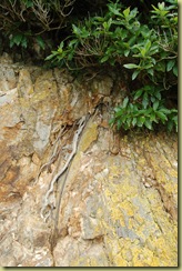 Root in rock
