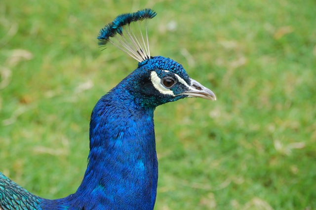 [Peacock Head[2].jpg]