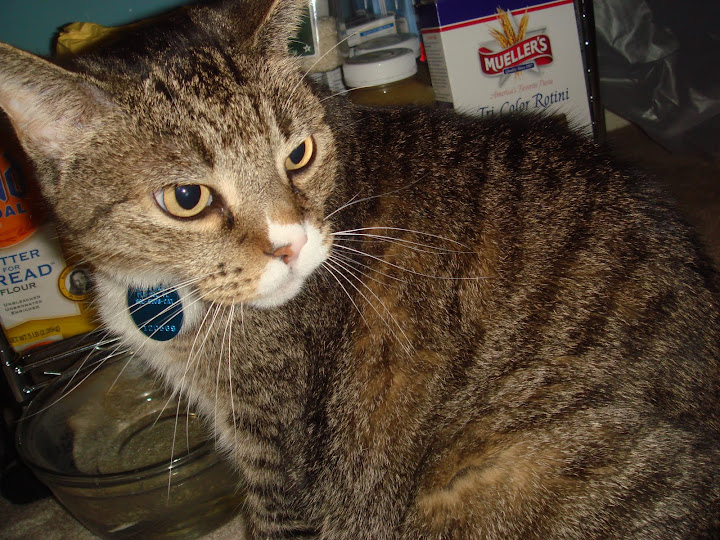 Roxy is a beautiful female cat