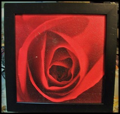 rose