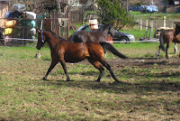W pobliżu stadnina Photo