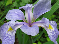 wild iris Photo