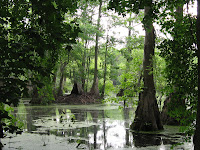 Gum and cypress Photo