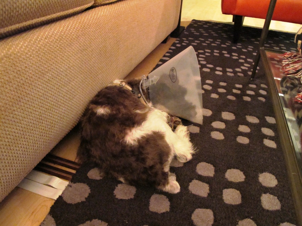 [cone[3].jpg]