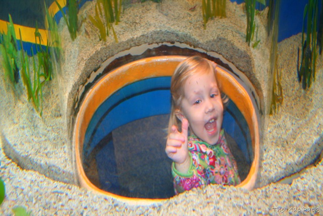 [20090123 - Ripley's Aquarium (69)[7].jpg]