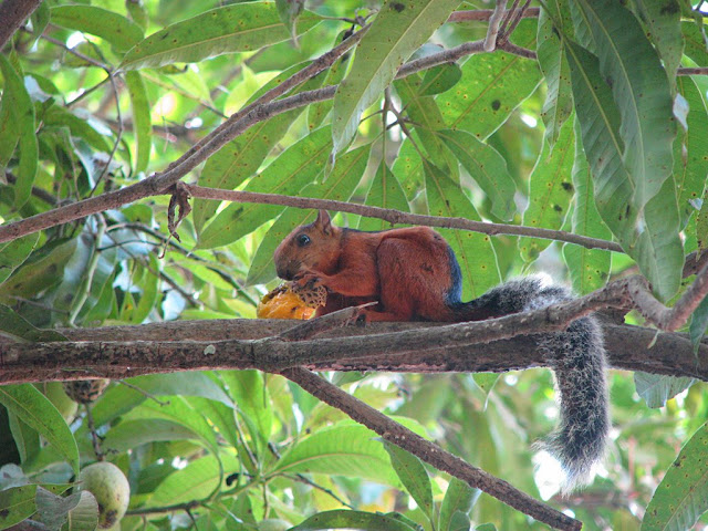 IMAGE: http://lh3.ggpht.com/_K_iUZPPA1oI/SoWr3mT_D3I/AAAAAAAAA_g/F7gADbWIIGY/s640/gimped%2020090306095740.jpg