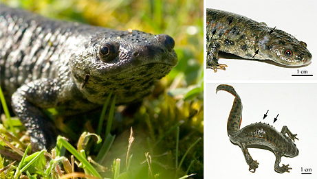 090828-spanish-newt-ribs-spines-wolverine_big.jpg?imgmax=800