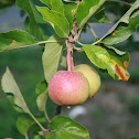 Apple tree
