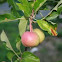 Apple tree