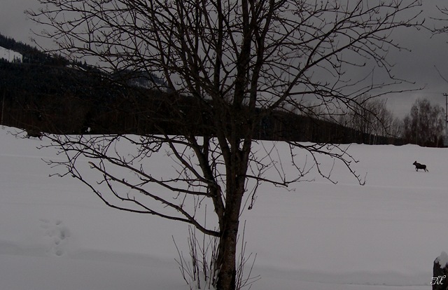 [Mars2009 012[18].jpg]