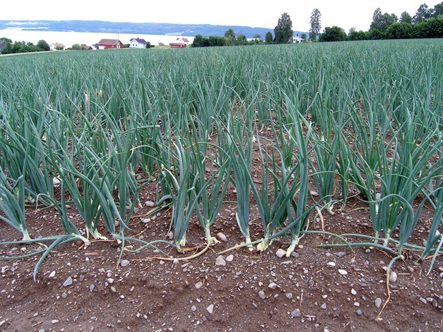 [sommerbilde 082[4].jpg]