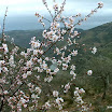 Roca - Amendoeiras em flor.JPG