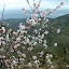 Roca - Amendoeiras em flor.JPG