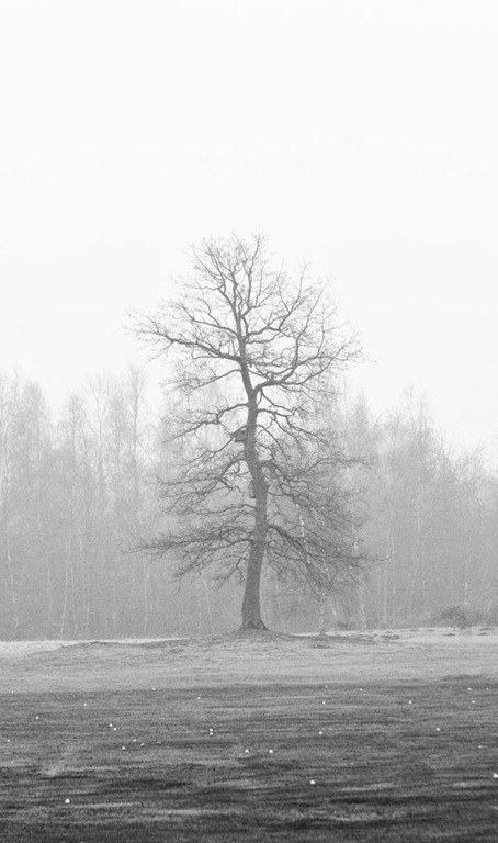 [The-Tree-3[3].jpg]