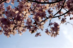 Blossom