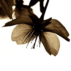 Blossom-2