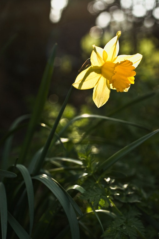 [Daffodil-2[3].jpg]