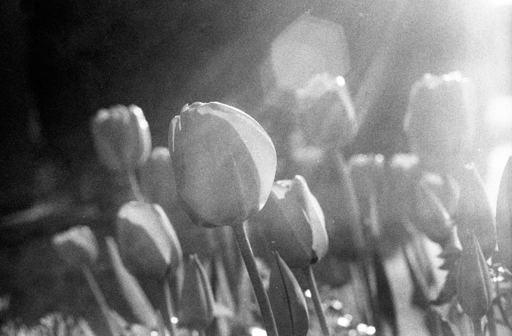 [The-Tulips---Film[8].jpg]