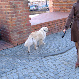 Polish dog.