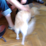 Wrotswog the hostel dog!