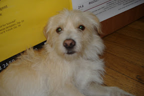 Hostel puppy!