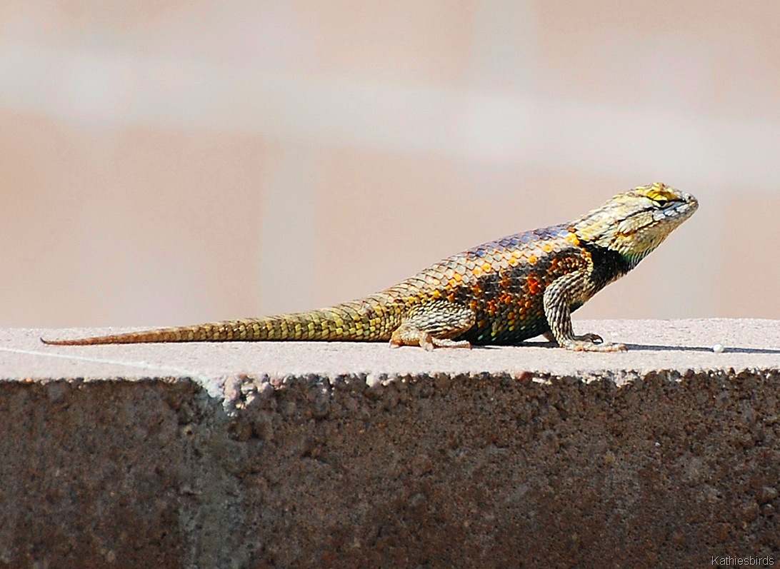 [3. desert spiney[4].jpg]