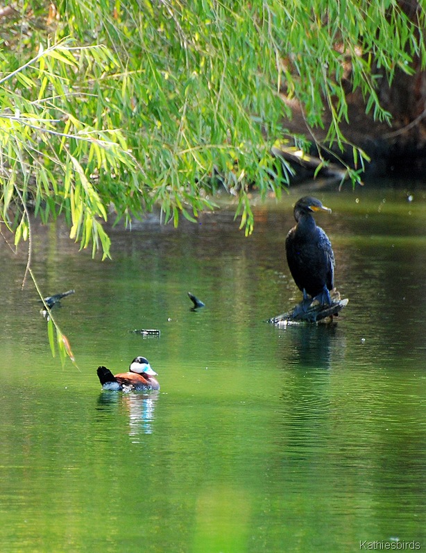 [7. Neotropic cormorant[5].jpg]