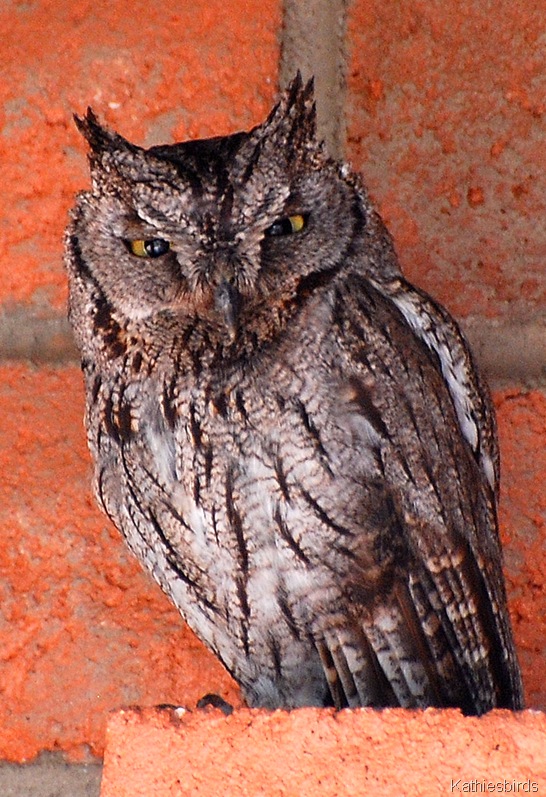[1. western Screech Owl[5].jpg]