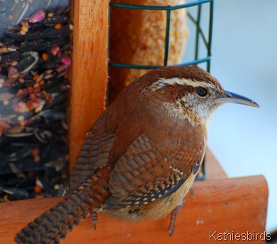 DSC_0009 DSC_0009