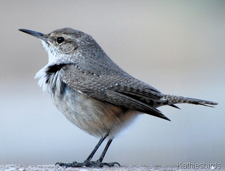 rock wren g