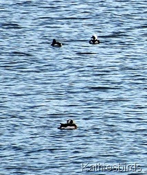 DSC_0250 DSC_0250