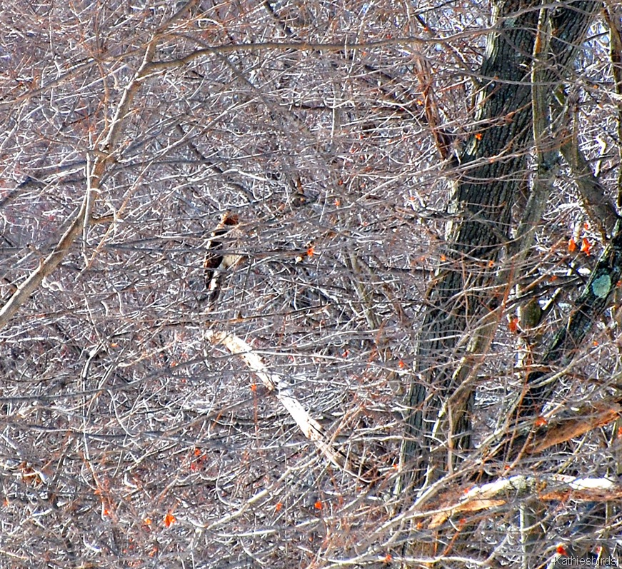 [5. red-tailed hawk[4].jpg]