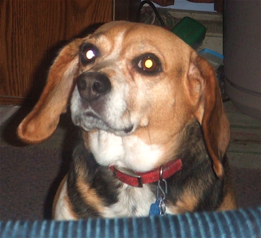 [Pets - 18[3].jpg]