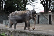 井の頭自然文化園　アジアゾウ