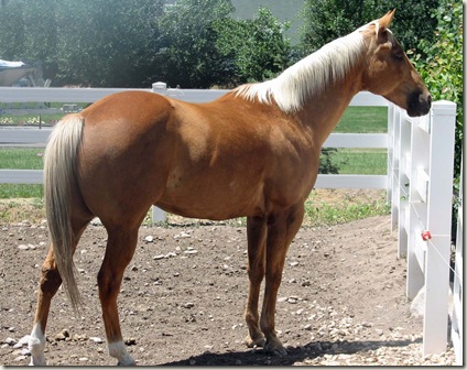 horse
