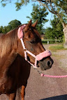Sonette juli 2010