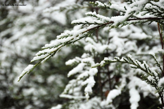 [Snow_472[5].jpg]
